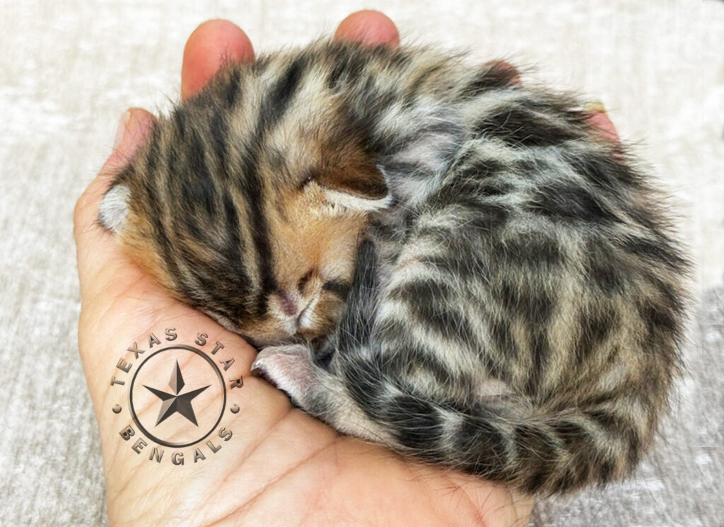 Bengal kitten For Sale