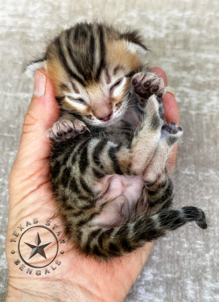 Bengal kitten For Sale