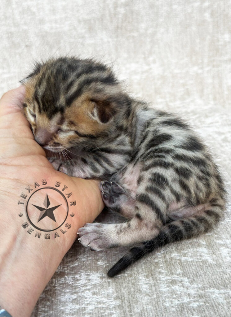 Bengal kitten for sale