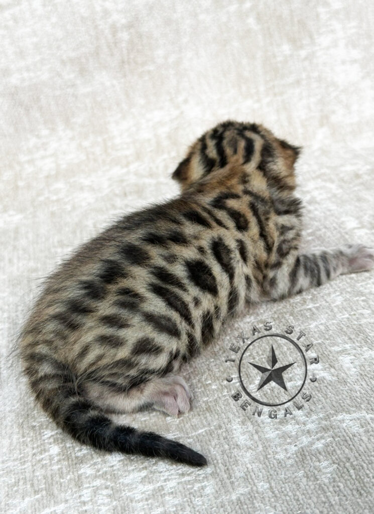 Bengal kitten for sale