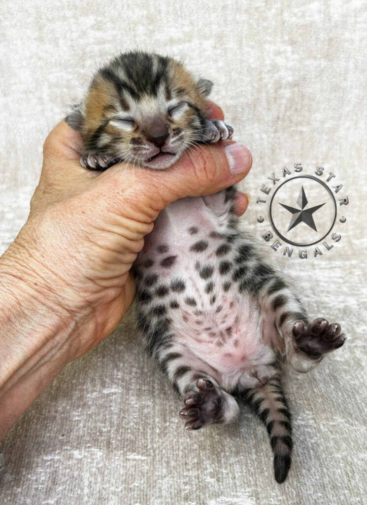 Bengal kitten for sale