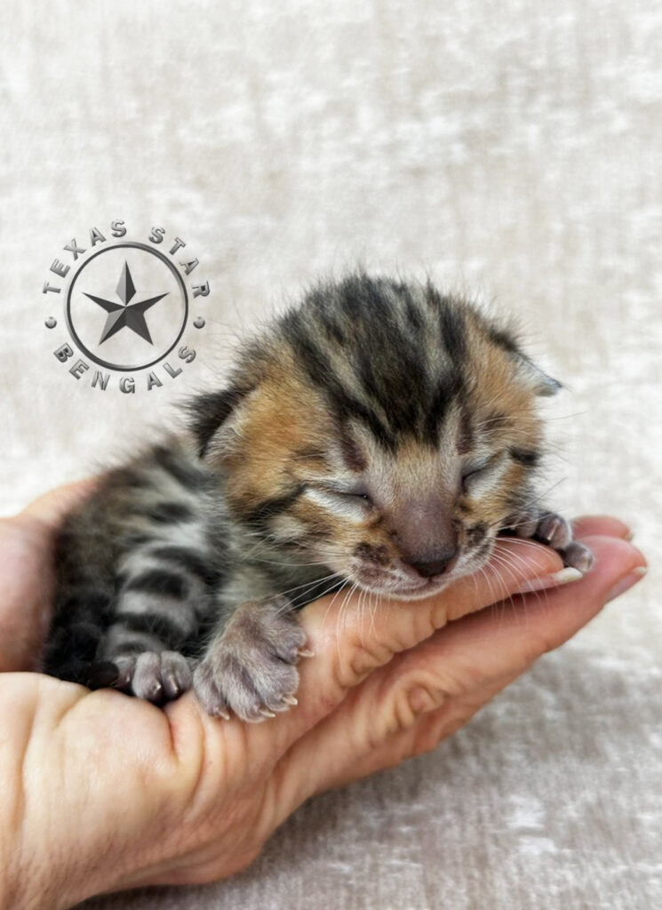 Bengal kitten for sale
