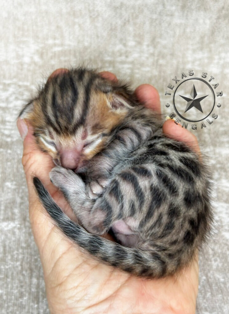 Bengal kitten For sale