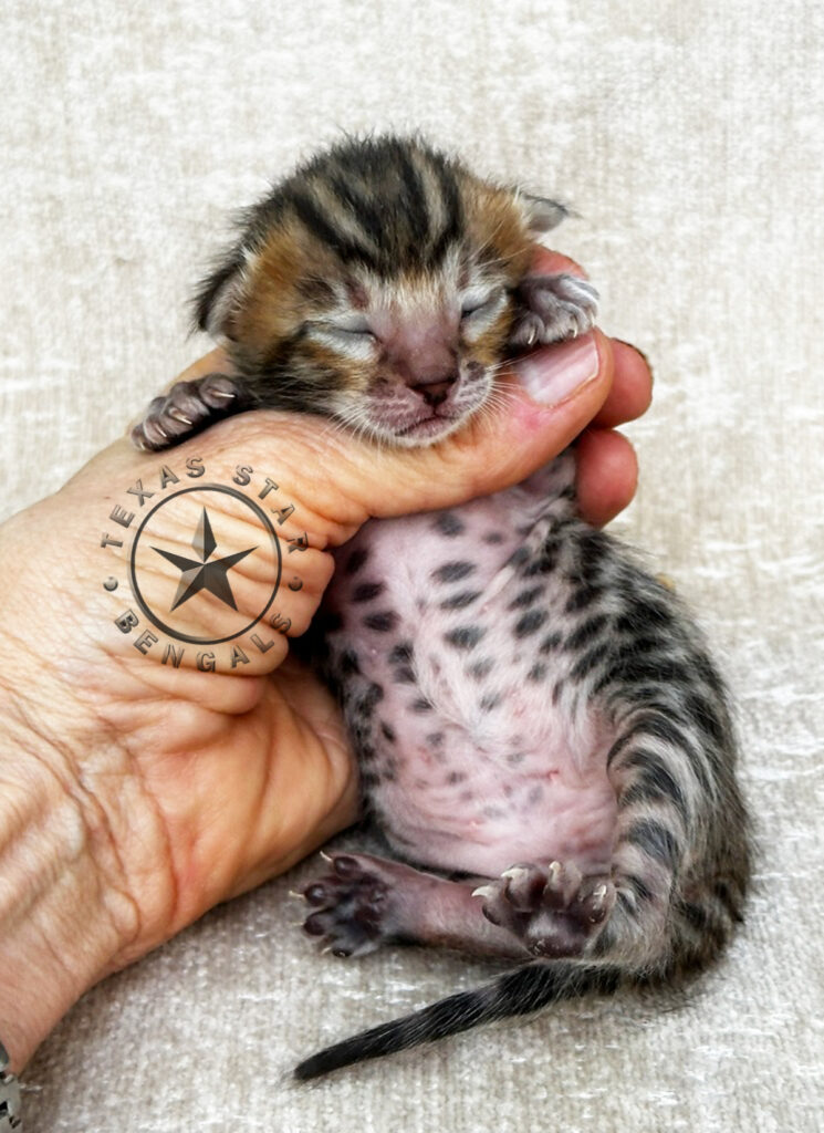 Bengal kitten for sale