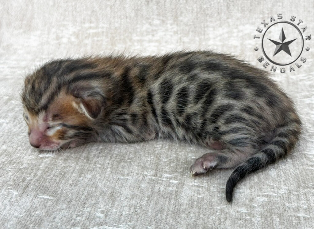 Bengal kitten For Sale