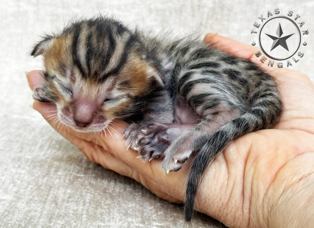 Bengal Kitten for sale