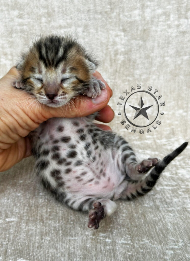 Bengal kitten for Sale Bengal Cat for sale