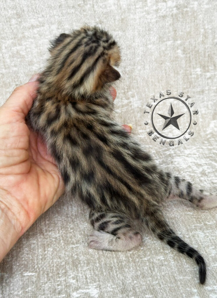 Bengal Female kitten For Sale Bengal Cat for sale