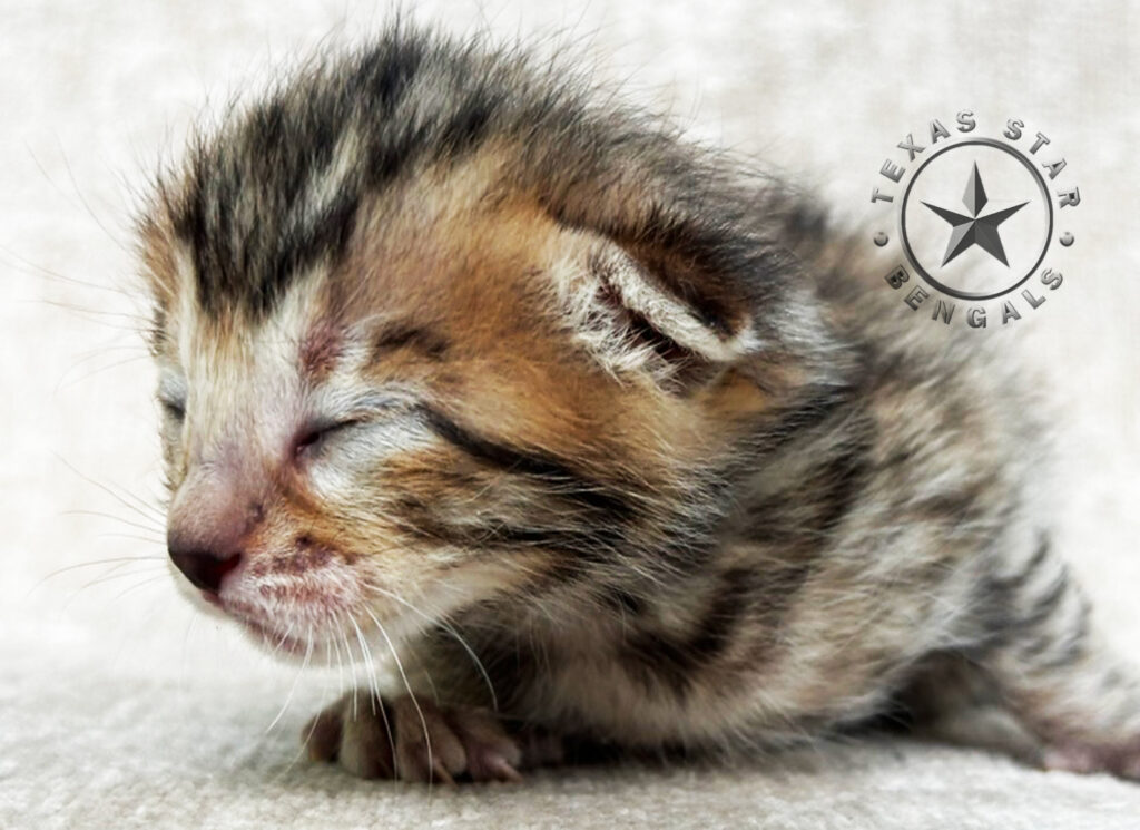 Bengal kitten for sale