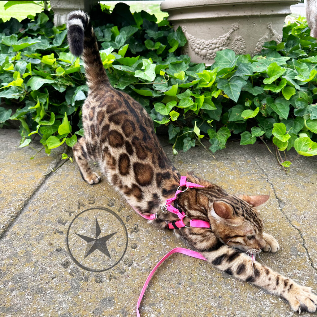 Texas Star Bengals Female Paisley