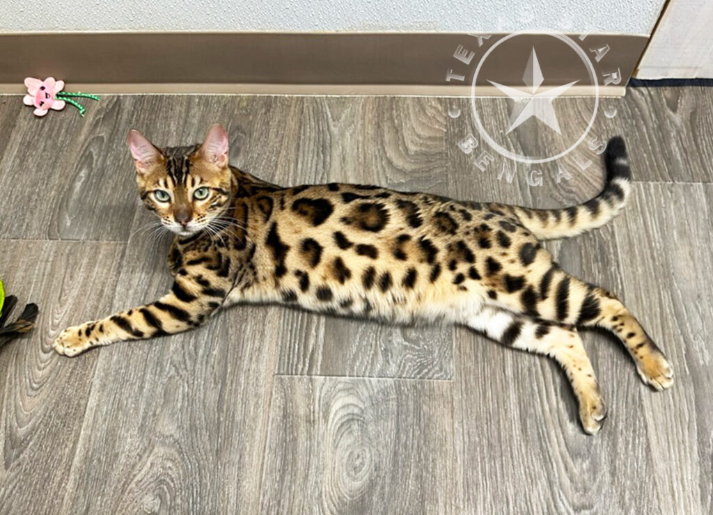 Bengal Female Available