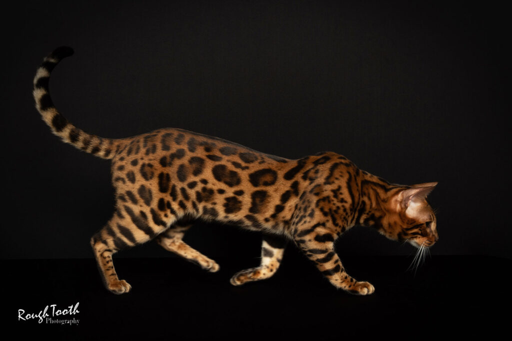 Champion Bengal TexasStar Copper FlashPoint with sleek dark coat and jet-black rosettes