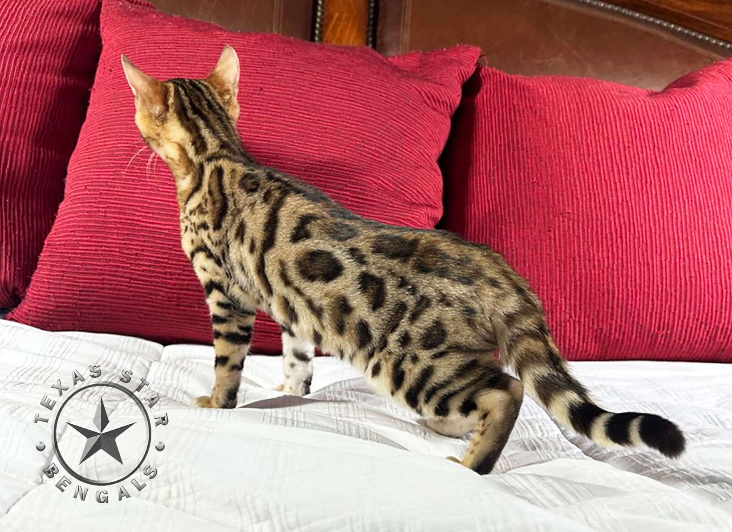 Brown Black Spotted Bengal kitten - Male